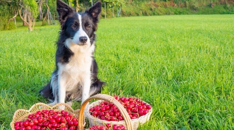 Can Dogs Eat Cherries