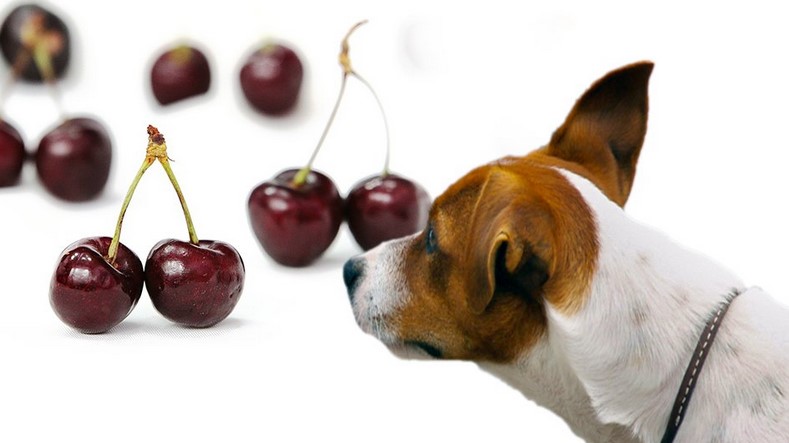 Can dogs eat fresh red cherries?