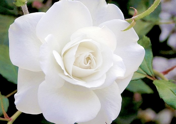 White Rose Meaning - What Does it Mean to Get a White Rose