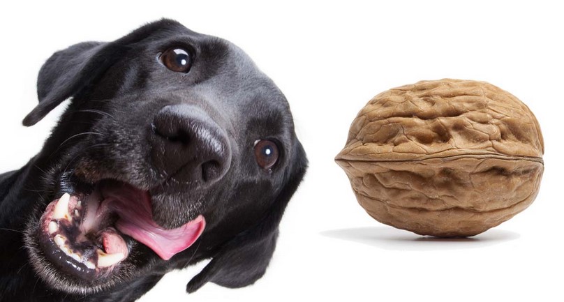 Can Dogs Eat Walnuts