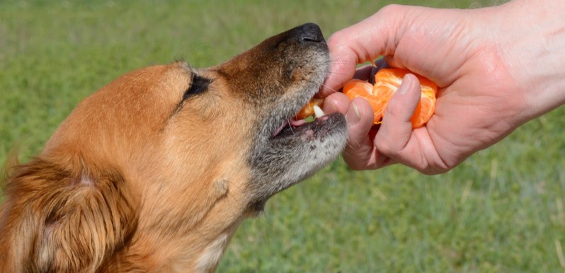 Can dogs have bananas?