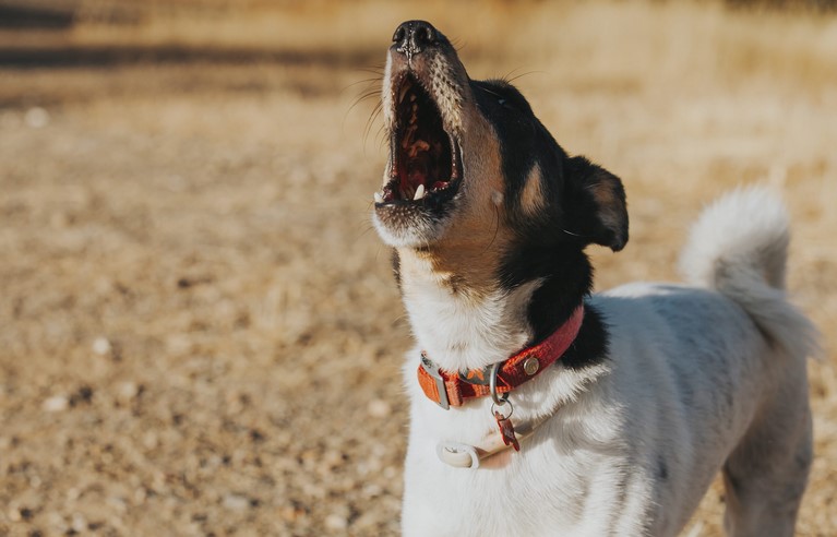 How do I teach my dog the quiet command?