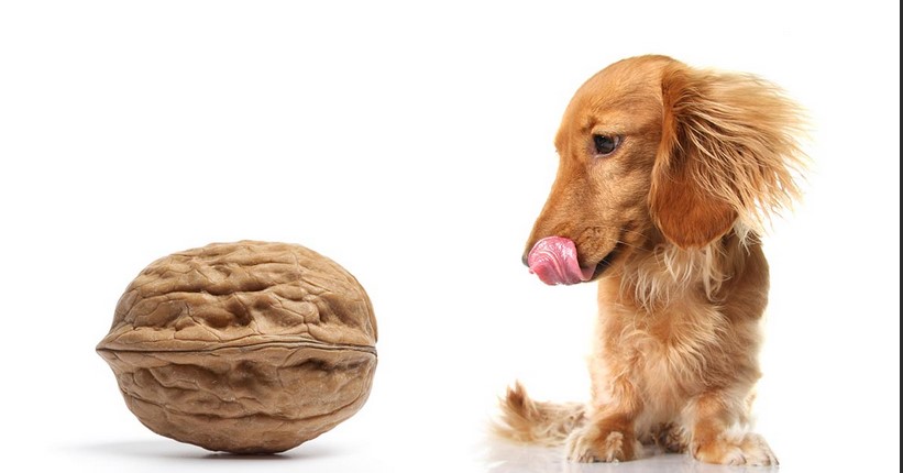 What nuts are toxic to dogs?