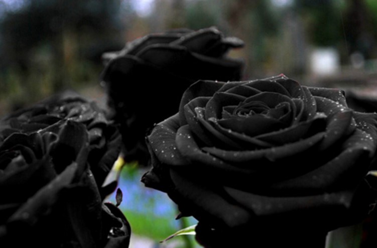 Black Rose - What Is It and What Does It Mean