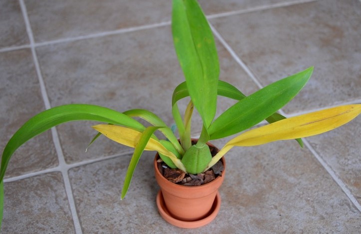 Should I cut off yellow leaves on orchid?