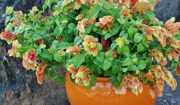 Shrimp Plants