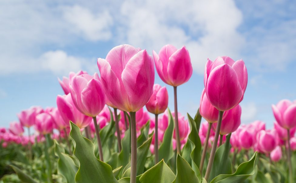 Why are my cut tulips not blooming